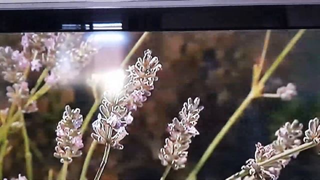 Samsung LE32D550K1W смотреть онлайн