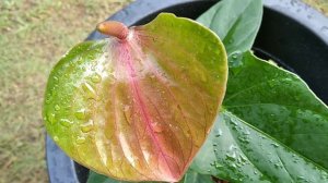 Anthurium wagawa sinhala | anthurium  cultivation | anthurium varieties