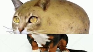 Мышка Сосиска Собачка Жвачка Кошка Картошка Куку Я Немножко