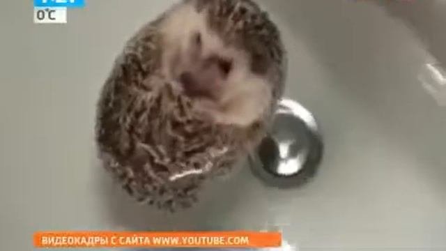 Самое популярное видео 2013