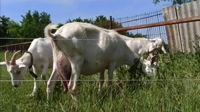 ❤️ Козы.Девичье молоко у козы. Невкусное молоко у козы. Как быть.Наш способ.Электропастух.11.06.20 смотреть онлайн