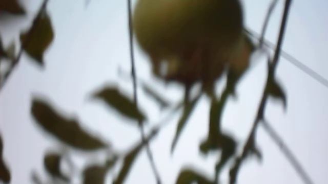 Punica granatum (Pomegranate) fruit and flower tree смотреть онлайн