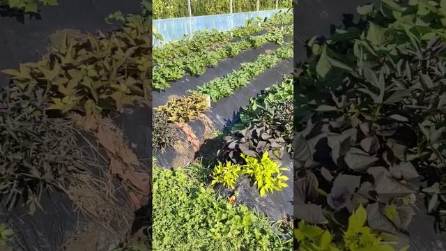 Любимый батат в разных уголках участка. Обзор на 1 июля 2023г. смотреть онлайн