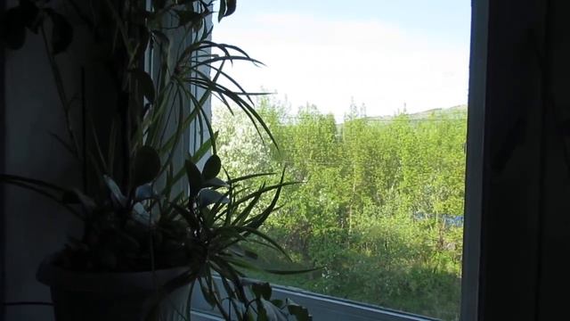 Жимолость смотреть онлайн