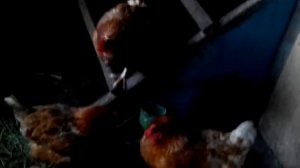 Как спасти кур от агрессивного петуха