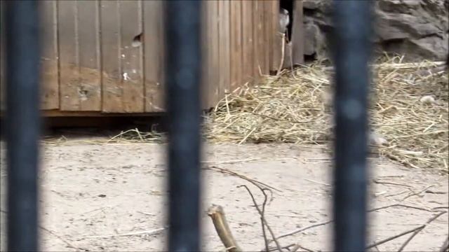 Маленькая нутрия атакует большую 03.05.18 смотреть онлайн