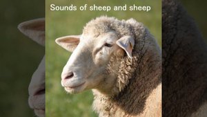 Звук овцы