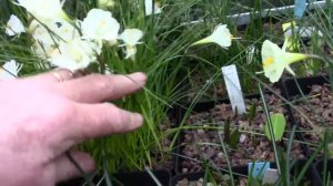 Bulb log video diary supplement   Peak flowering of the hoop petticoat Narcissus