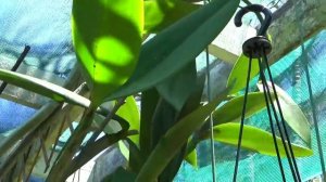 ЗАЦВЕТЕТ ЛИ КАТЛЕЯ? ПОЧЕМУ КАТЛЕЯ НЕ ЦВЕТЕТ? Will My Cattleya Bloom?