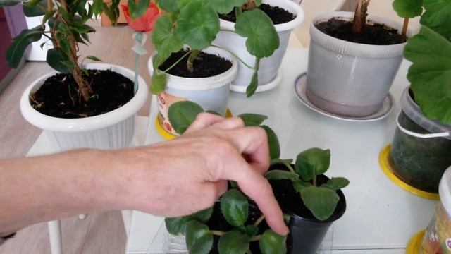 Результаты эксперимента с удобрением из банановой кожуры. смотреть онлайн