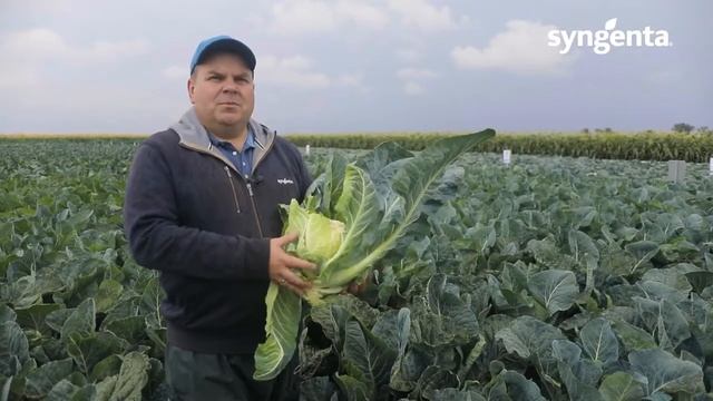 Солистар F1 / Solistar F1,55-58 дней - Капуста, Syngenta