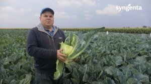 Солистар F1 / Solistar F1,55-58 дней - Капуста, Syngenta