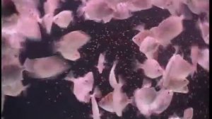 Редкие аквариумные рыбки