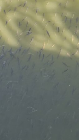 Вот так у нас в Каслях плещется рыба среди бела дня