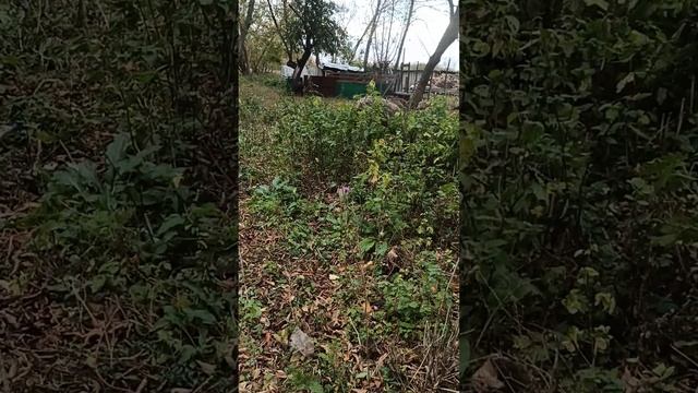 вечно орет смотреть онлайн