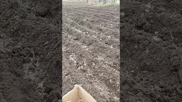 посев семян чеснока