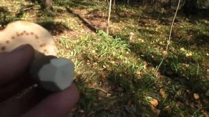 Грибы есть, грибник как всегда доволен! Тихая охота 2023 года продолжается! Золотая осень!