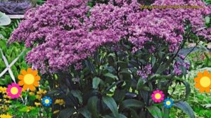 Посконник пятнистый Бэби Джо. Краткий обзор, описание характеристик eupatorium maculatum Baby Joe