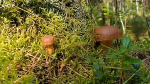 Детям про ГРИБЫ