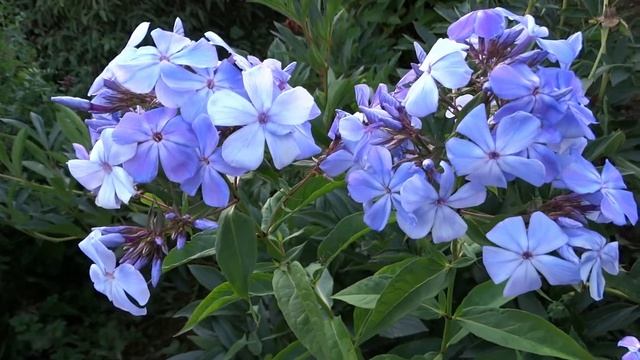 Флокс НЕЗАБУДКА - обзор, описание, цветение, отзыв. смотреть онлайн