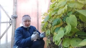 24 октября 2022г. ОБРЕЗАЛА ГОРТЕНЗИЮ перенесла малину на зимовку