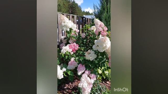 гортензия метельчатая Ванила фрейз цикл цветения за сезон , север.