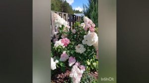 гортензия метельчатая Ванила фрейз цикл цветения за сезон , север.