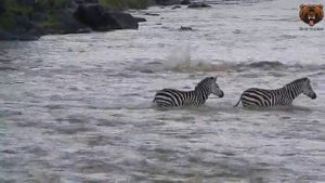 Crocodile Attacks Zebra At Mara River Kenya   Крокодил Нападает На Зебру В Реке Мара Кения