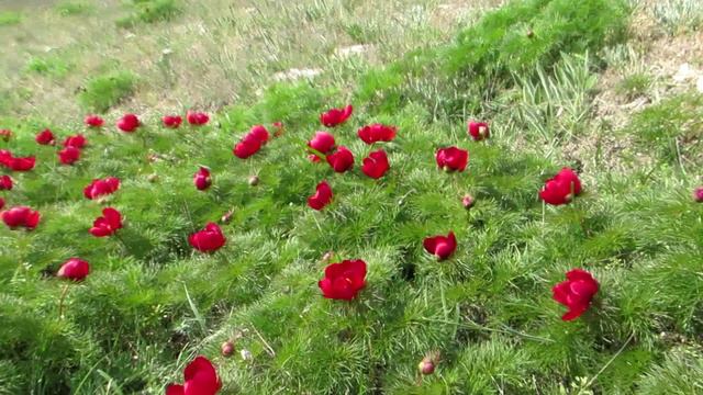 Цветы на склонах горы Клеменьева с видом на долины. Крым.