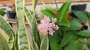 Exotic Tropical Plant | Medinilla Myriantha | Malaysian Ground Orchid