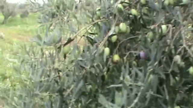 ΕΛΛΑΔΑ. БОЛТОЛОГИЯ И КАК Я УЧИЛА ГРЕЧЕСКИЙ ЯЗЫК