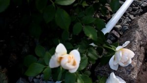 Розы Августа Луиза ,Лионс, Индиголетта  и другие 2019