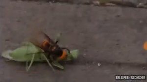 Азиатский шершень в бою реакцыя