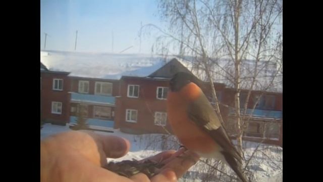Снегири и синицы кормятся с ладони смотреть онлайн