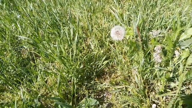 Asmr и сказка на ночь 2! смотреть онлайн