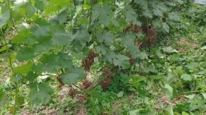 Оидиум на винограде. Мои методы борьбы с оидиумом. Препараты против оидиума.