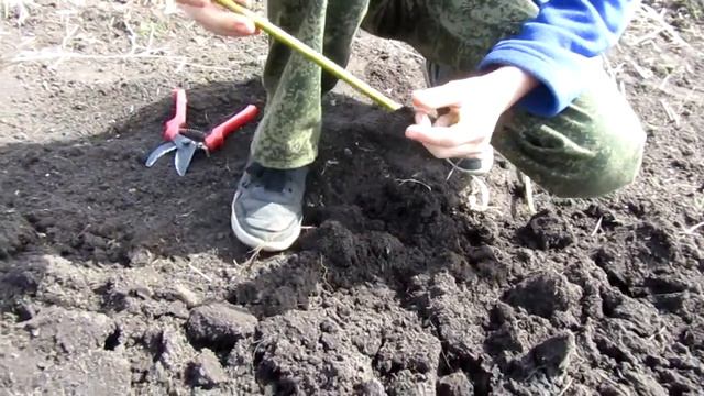 Весенние работы на ивовой плантации. Посадка черенков ивы. смотреть онлайн