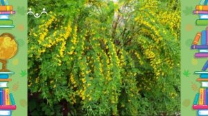 Школа Шишкиного Леса. Природоведение. Растения-барометры