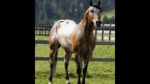 ?Horse-show? 3-СЕЗОН 8-ВЫПУСК (ЧЕТВЕРТЬМИЛЬНАЯ ЛОШАДЬ)