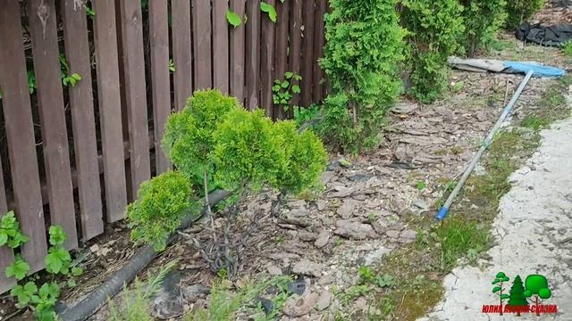 Прогулка по хвойному саду. Молодые приросты хвойных.