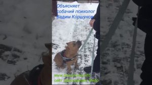 Собачий психолог Вадим Коршунов объясняет, как дрессировать американского булли на команду Сидеть