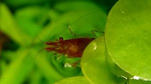 Cherry Shrimp is upside down on a plant