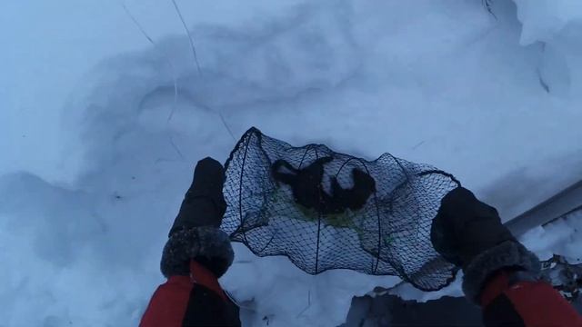 Поймал норку в своём пруду . Самый простой способ поймать норку . смотреть онлайн