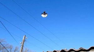 Николаевские Голуби, Крым, Алексей Василишин (41)
