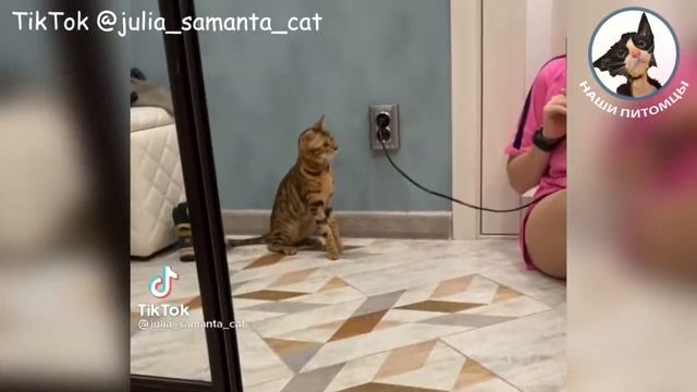 С котиками не соскучишься??? Кошки и люди Кошка кусается Милые котики ? смотреть онлайн