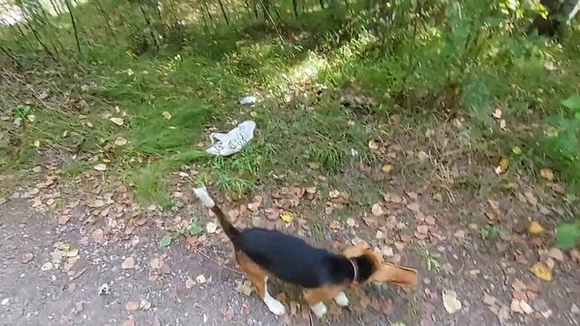 Гуляем с щенком породы бигль ! смотреть онлайн