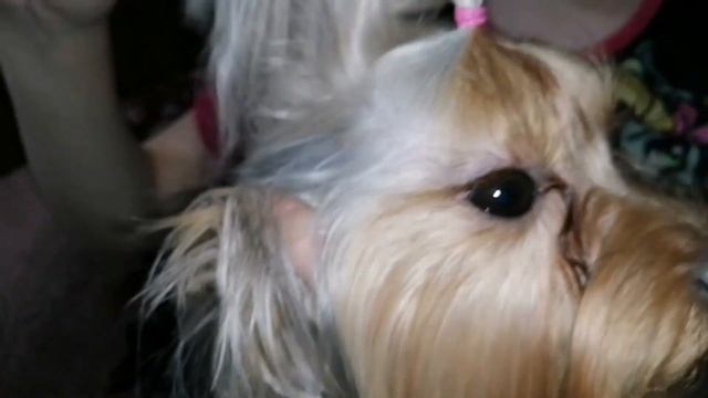 Как правильно сушить и расчесывать собаку йоркширского терьера смотреть онлайн