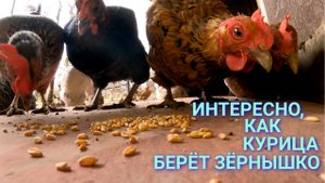 Курочка по зернышку клюет, да к вечеру сыта бывает