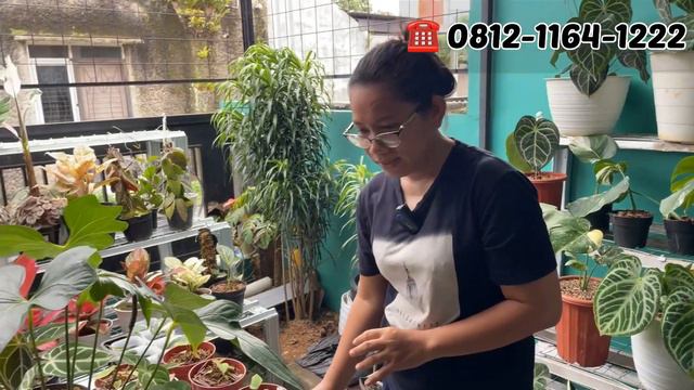 PERDANA KESINI ANTHURIUM KUPING GAJAH KEREN DI TERAS RUMAH 📢 смотреть онлайн