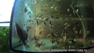 В гостях у Русских аквариумов